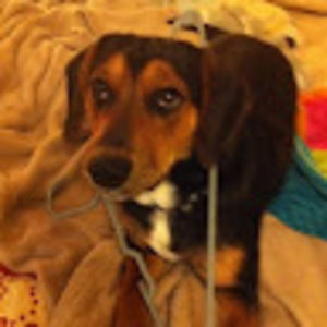 Meet your Posher, Chase